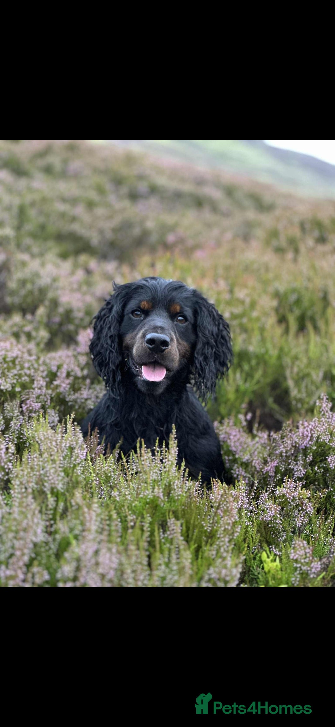 Cocker Spaniel dogs for sale: KC reg Working Cocker Spaniel Pups - Image 11