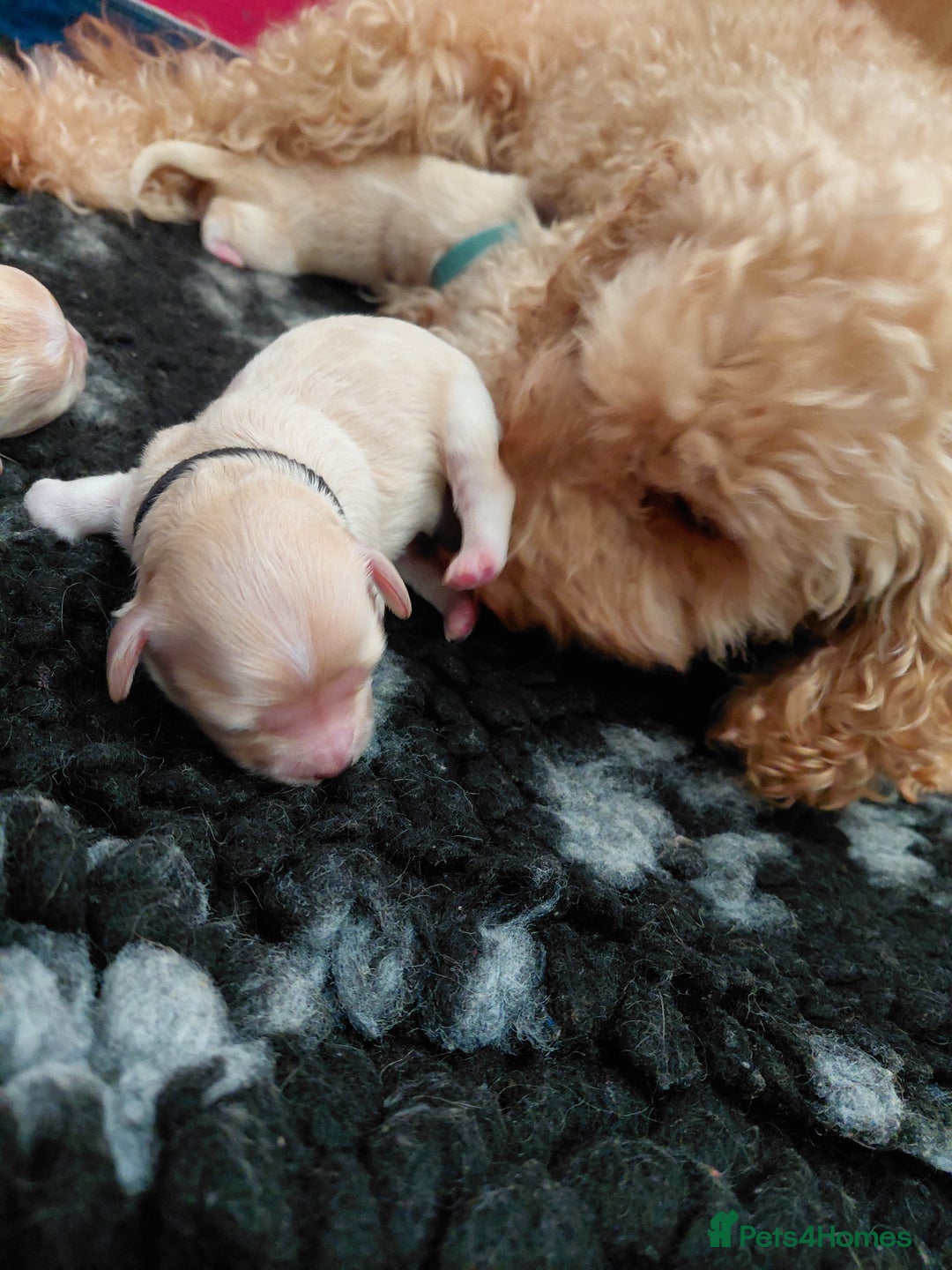 Mixed Breed dogs for sale: Maltipoo pups. F1b Cockapoo Mum KC Maltese Dad - Advert 4