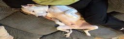 Mixed Breed dogs for sale: Staffie x Boxer - Advert 9