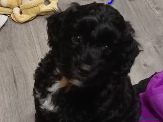 Cockapoo dogs Cockapoo - Advert 5