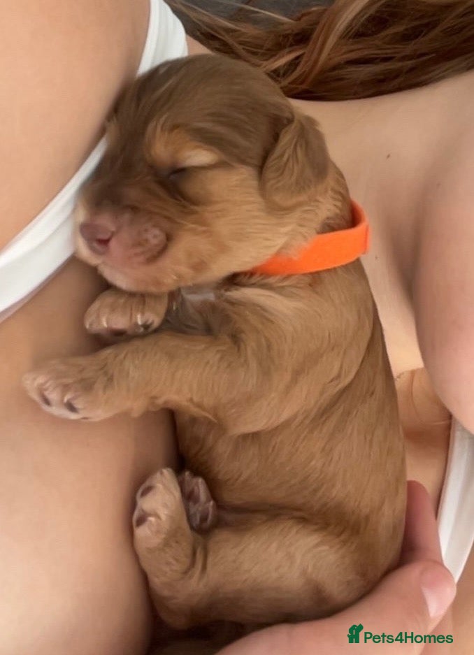 Cockapoo dogs     ONLY 3 LEFT! Toy F2 Cockapoo Puppies - Poole - Advert 2