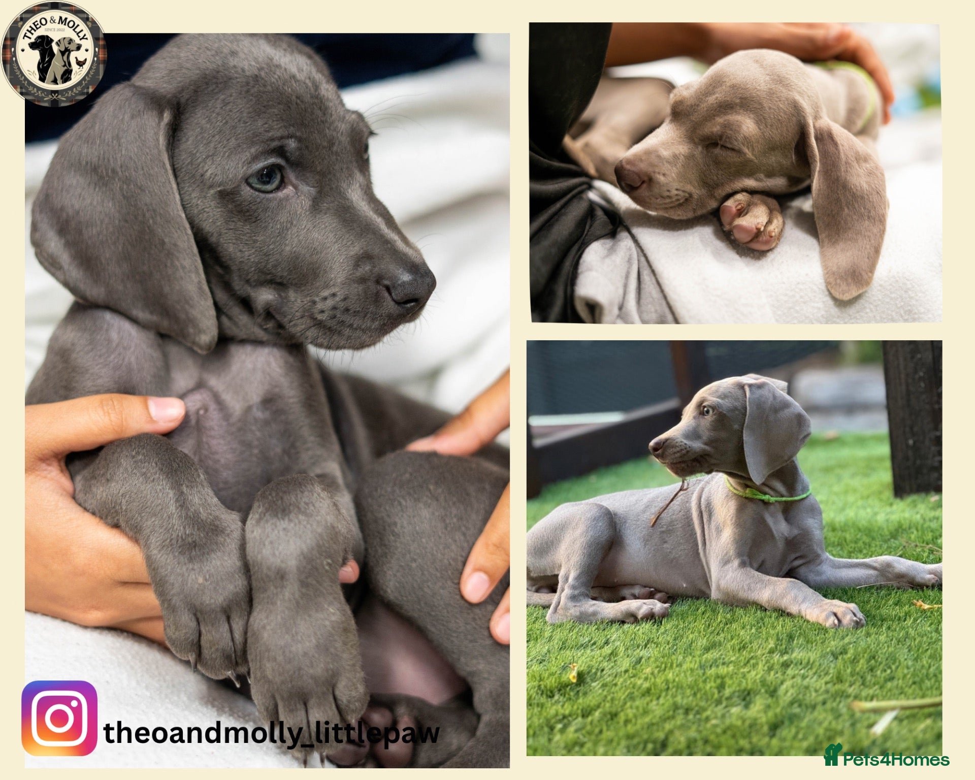 Weimaraner dogs 🐾KC Registered Blue & Silver Weimaraner Puppies🐾 - Advert 1