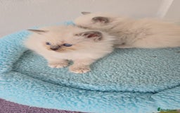 Ragdoll cats for sale: Irresistable Blue Mitted Ragdoll Kittens🙀😻🙀 - Image 24