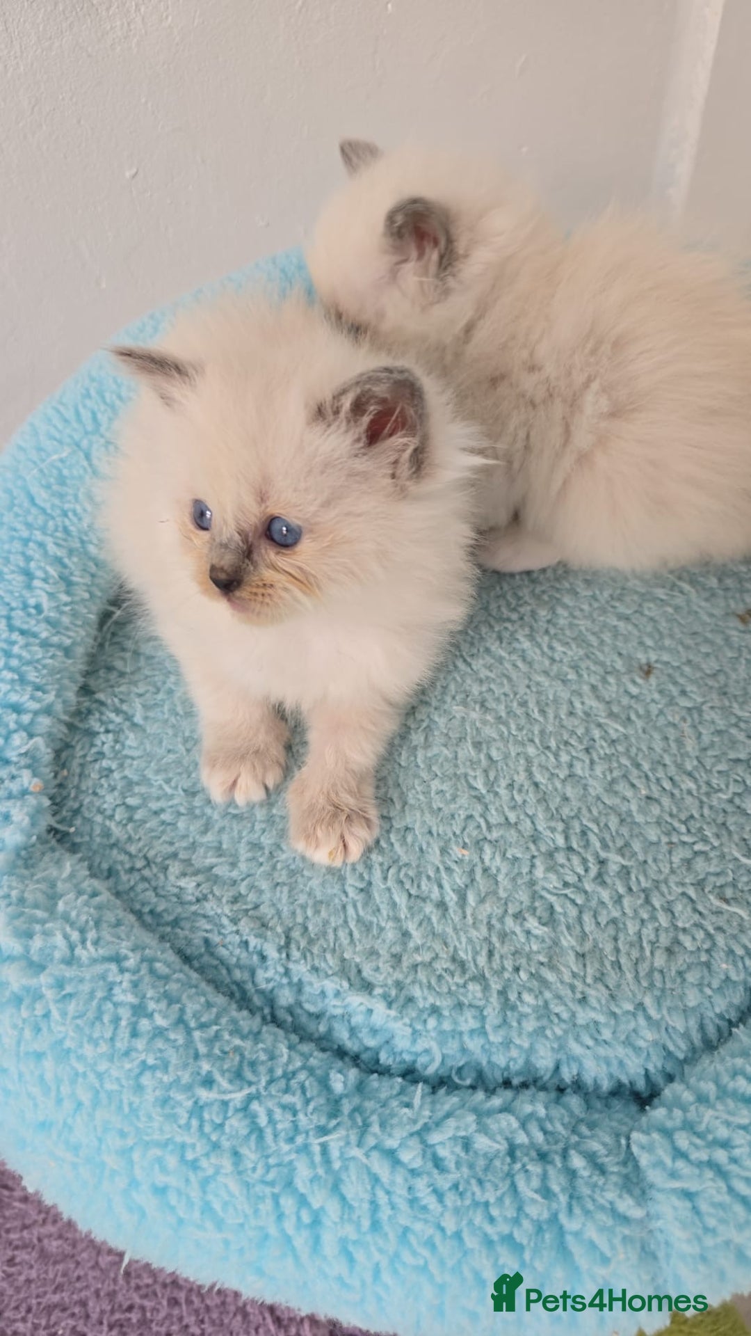 Ragdoll cats for sale: Irresistable Blue Mitted Ragdoll Kittens🙀😻🙀 - Image 24
