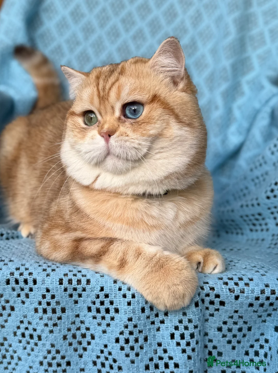 British Shorthair cats for stud: British Shorthair/ Longhair Golden stud boy GCCF - Advert 2