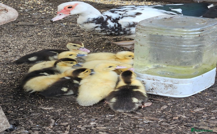 Ducks poultry - Advert 10