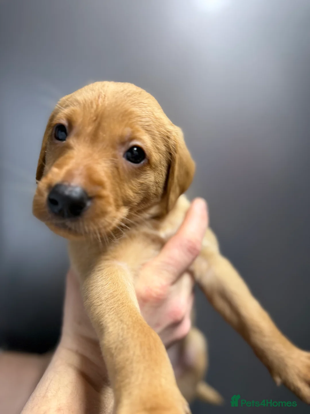 Labrador Retriever dogs for sale: KC Reg Labrador Puppies (mix of Red/blonde) - Advert 30