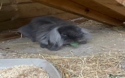 Mini Lion Lop rabbits for sale: 2 Mini Lion Lop Babies - Image 3