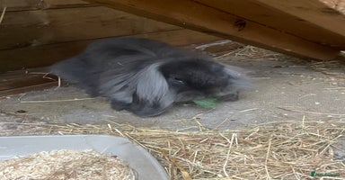 Mini Lion Lop rabbits - Advert 13