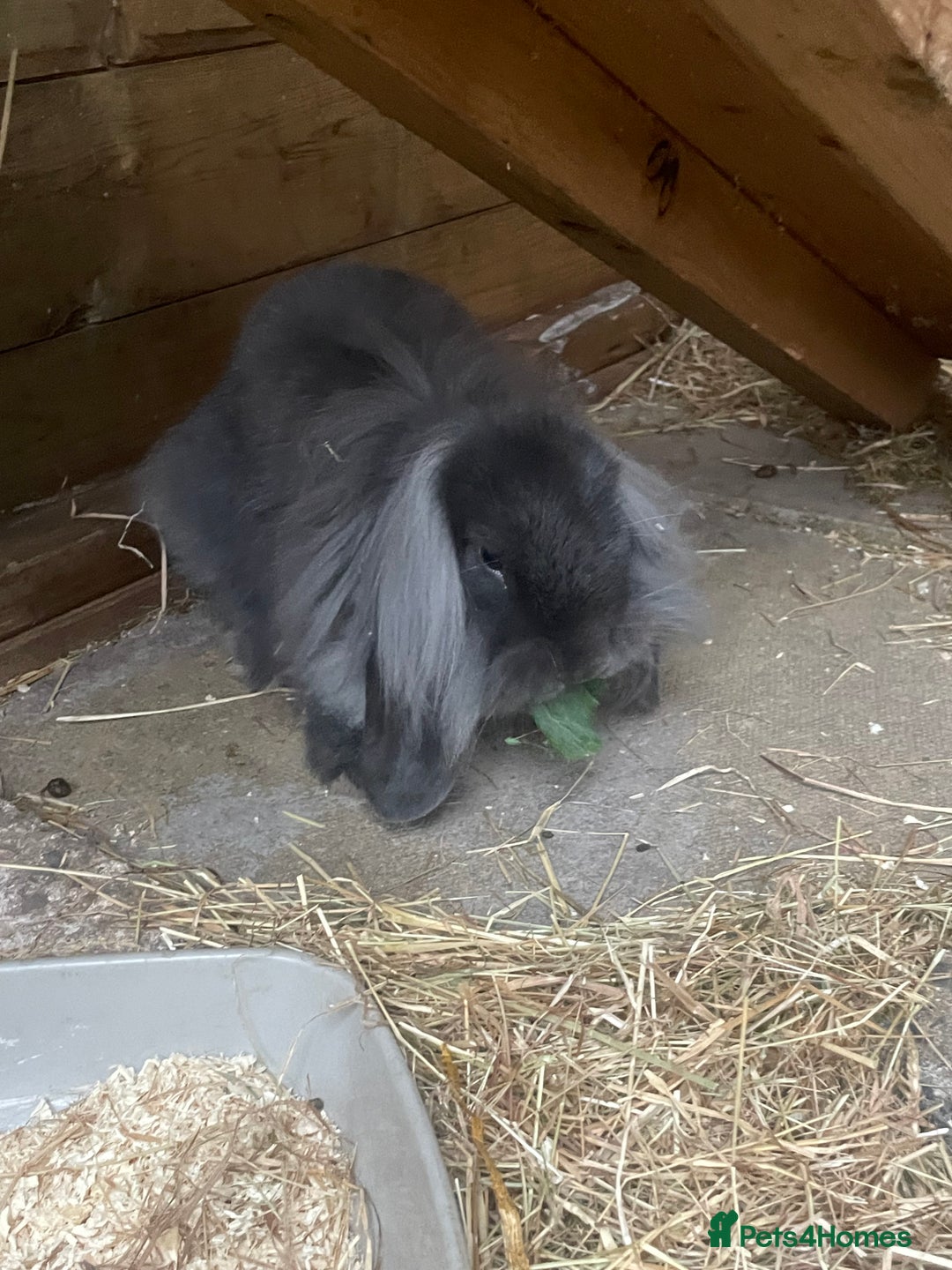 Mini Lion Lop rabbits for sale: 2 Mini Lion Lop Babies - Image 3