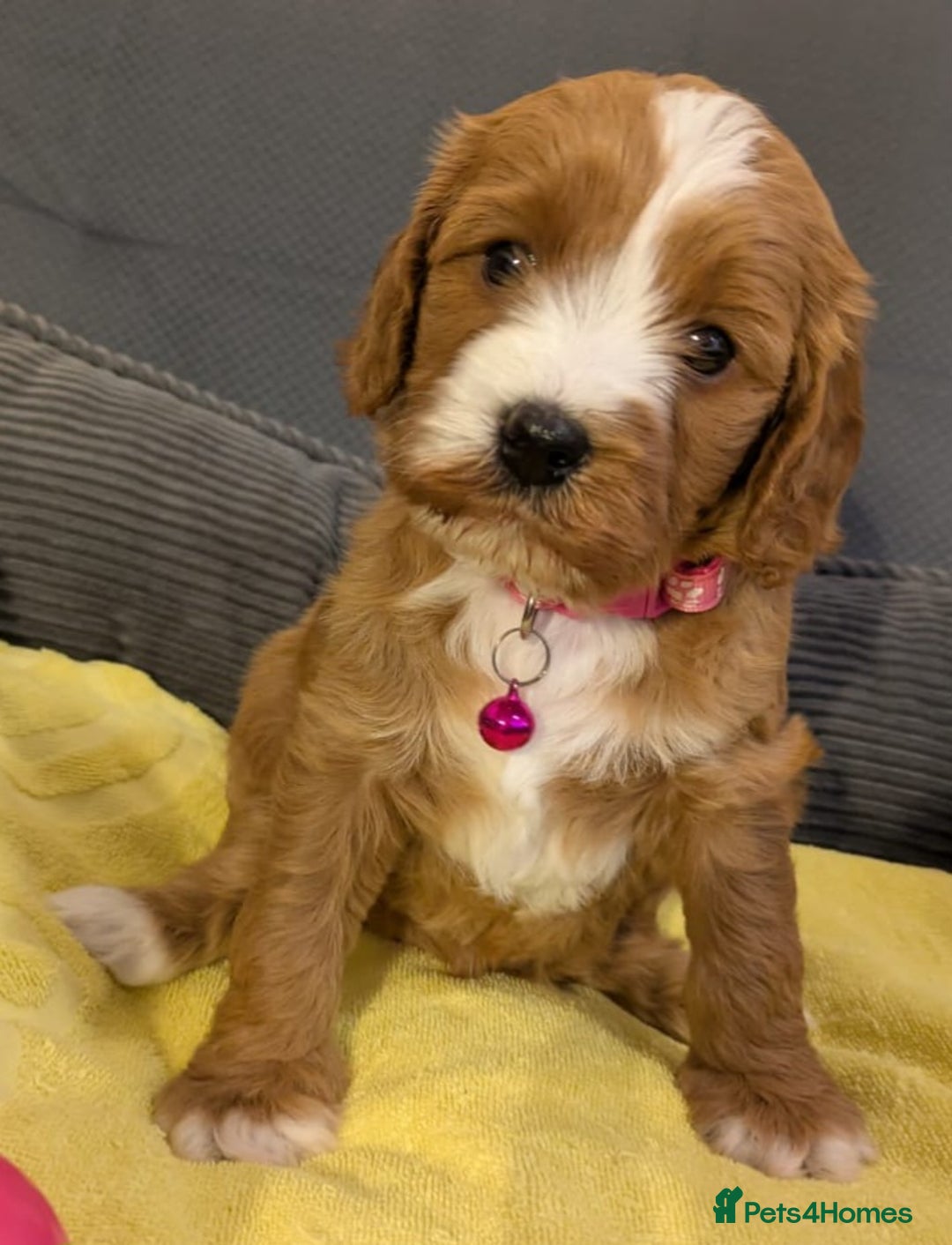 Cavapoo dogs for sale: F2 Cavapoo, Dog breeding license - Advert 17