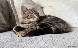 Bengal cats for sale: Bengal cross grey kitten (boy) for sale  - Image 7