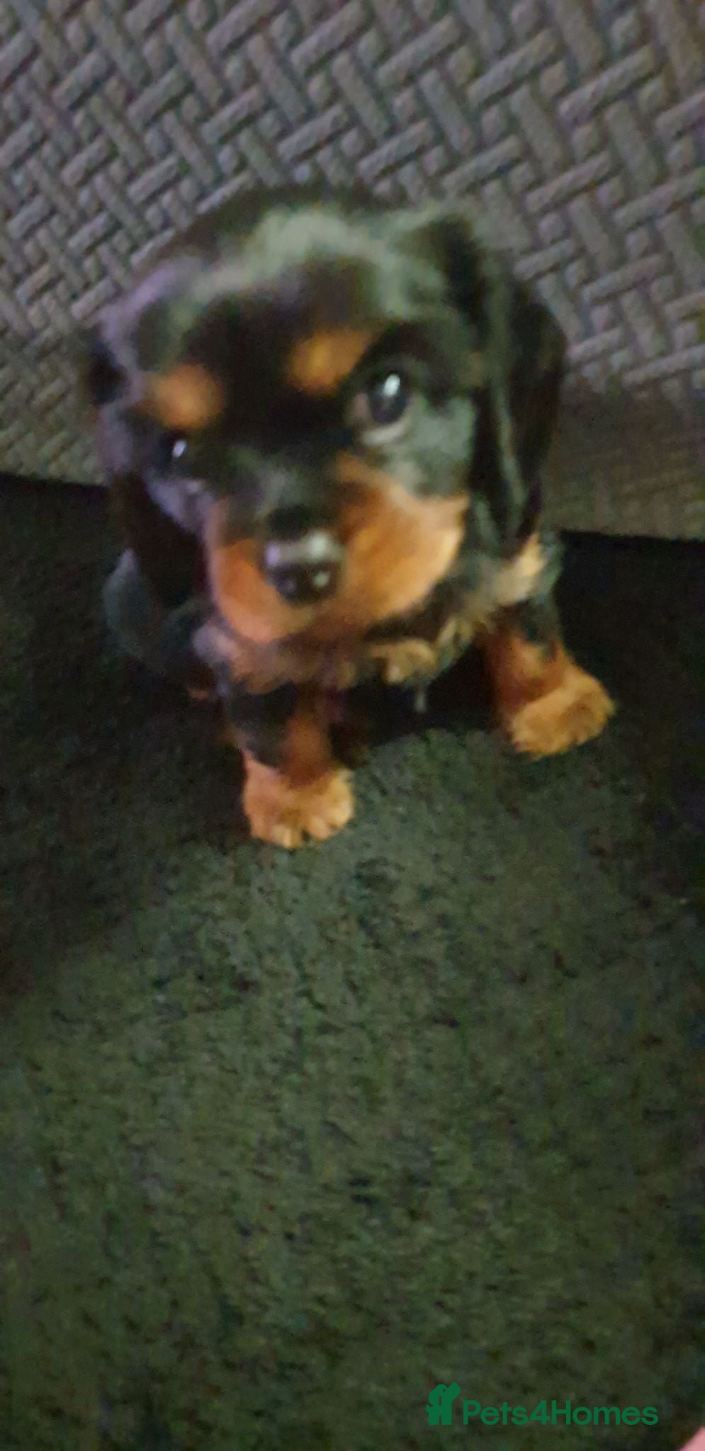 Cavalier King Charles Spaniel dogs Black and tan puppy for sale  - Advert 3