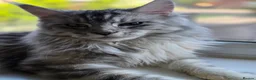 Maine Coon cats for sale: Beautiful high smoked blue & black smoked kittens  - Advert 3
