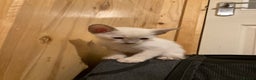 Oriental cats for sale: Oriental shorthair kittens - Advert 14