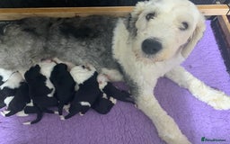 Old English Sheepdog dogs for sale: Stunning Old English Sheepdog Puppies KC Reg - Image 11