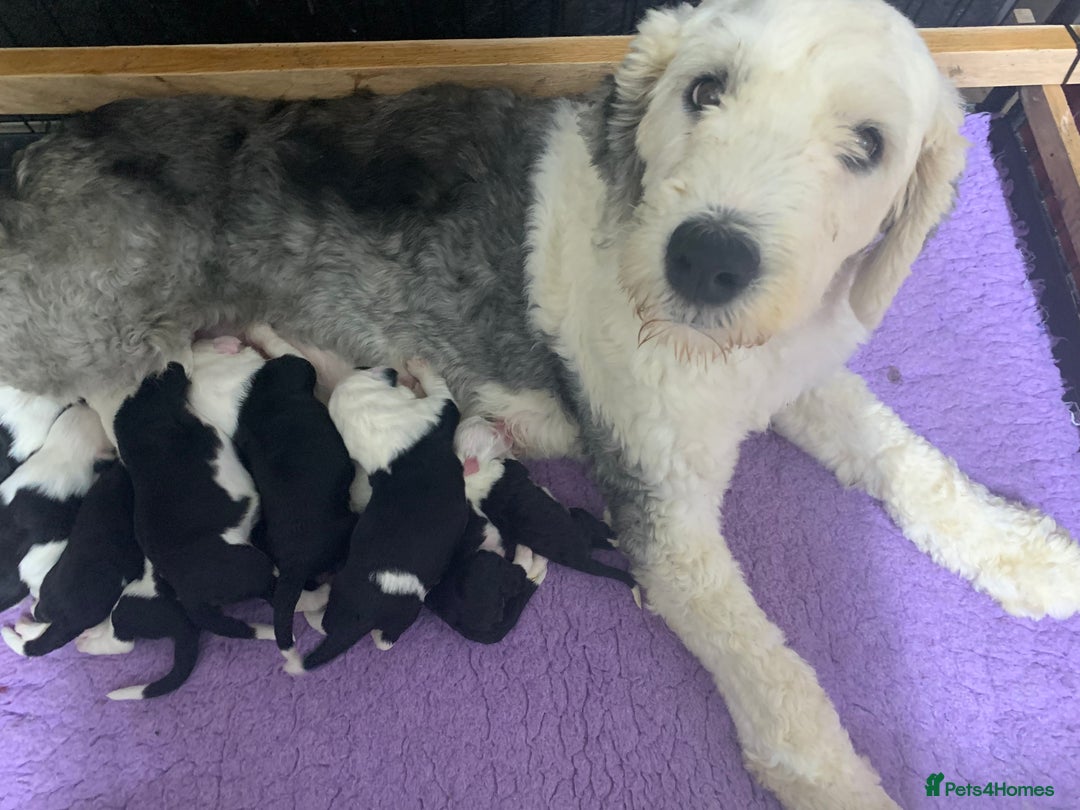 Old English Sheepdog dogs for sale: Stunning Old English Sheepdog Puppies KC Reg - Image 11