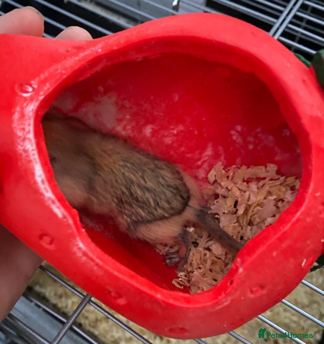 Gerbil rodents for sale: Unique baby gerbil  - Advert 3