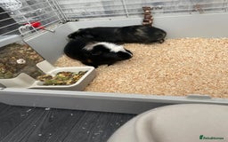 Guinea Pig rodents for sale: Two male boars  - Image 1
