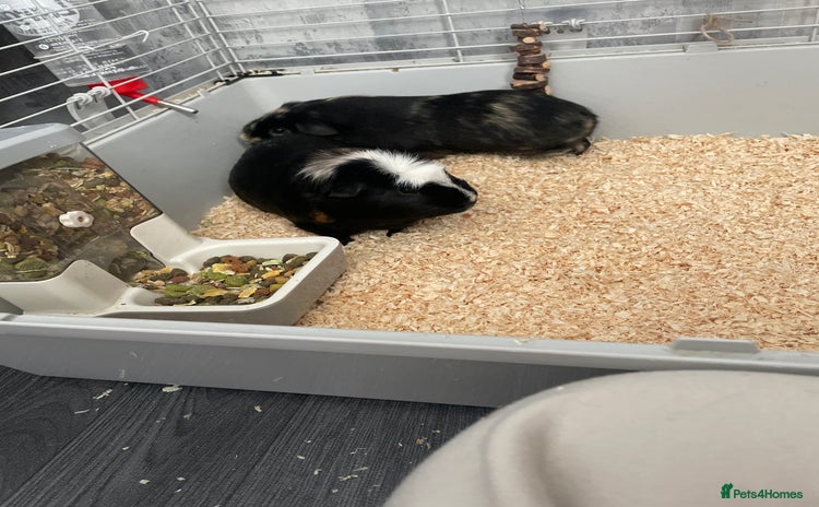 Guinea Pig rodents - Advert 1