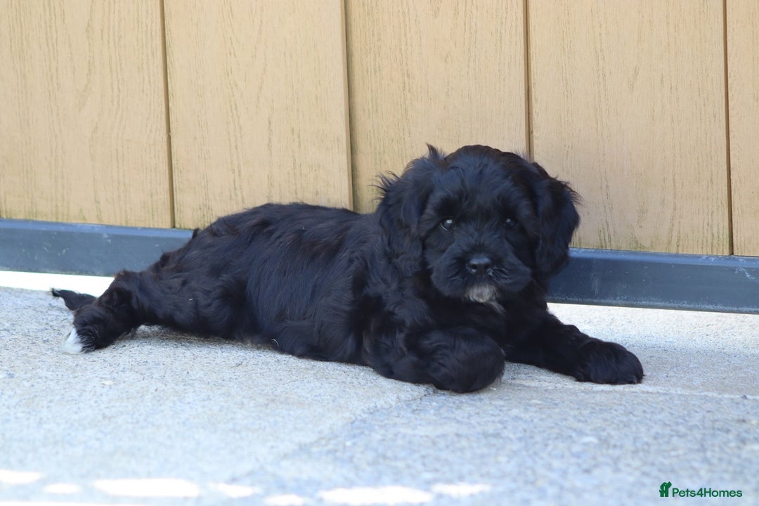 Cavapoo dogs for sale: Beautiful F1 Cavapoo puppies for sale - Image 18