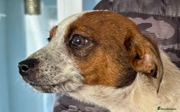 Jack Russell dogs for sale: Kennel Club Registered Jack Russell Terrier Pups - Image 20