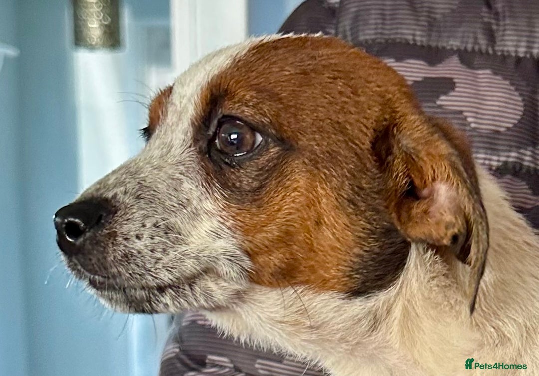 Jack Russell dogs for sale: Kennel Club Registered Jack Russell Terrier Pups - Image 20