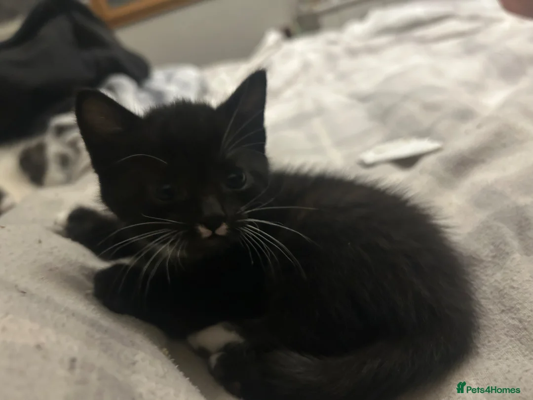 British Shorthair cats for sale: 3 BRITISH SHORT HAIR MIX KITTENS - Advert 2