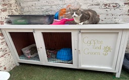 Guinea Pig rodents for sale: 2 guinea pigs to rehome - Image 6