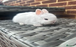 Netherland Dwarf rabbits for sale: 4 gorgeous netherland dwarfs babies - Image 9