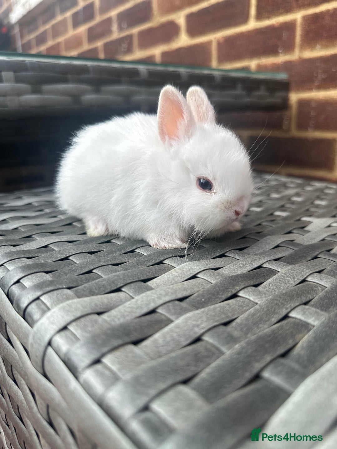 Netherland Dwarf rabbits for sale: 4 gorgeous netherland dwarfs babies - Image 9