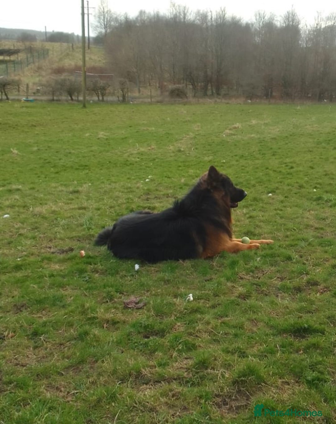 German Shepherd dogs for sale: German shepherd pups for sale  - Image 20