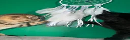 Scottish Fold cats for sale: Beautiful Scottish Fold & Straight Female Kittens - Advert 14