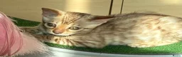 Bengal cats for sale: Seal Mink Male Bengal kittens in Grantham - Advert 12
