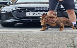 French Bulldog dogs for stud: Fluffy Rojo & Cherry Tan Big** STUD £500 in South Ockendon - Image 2