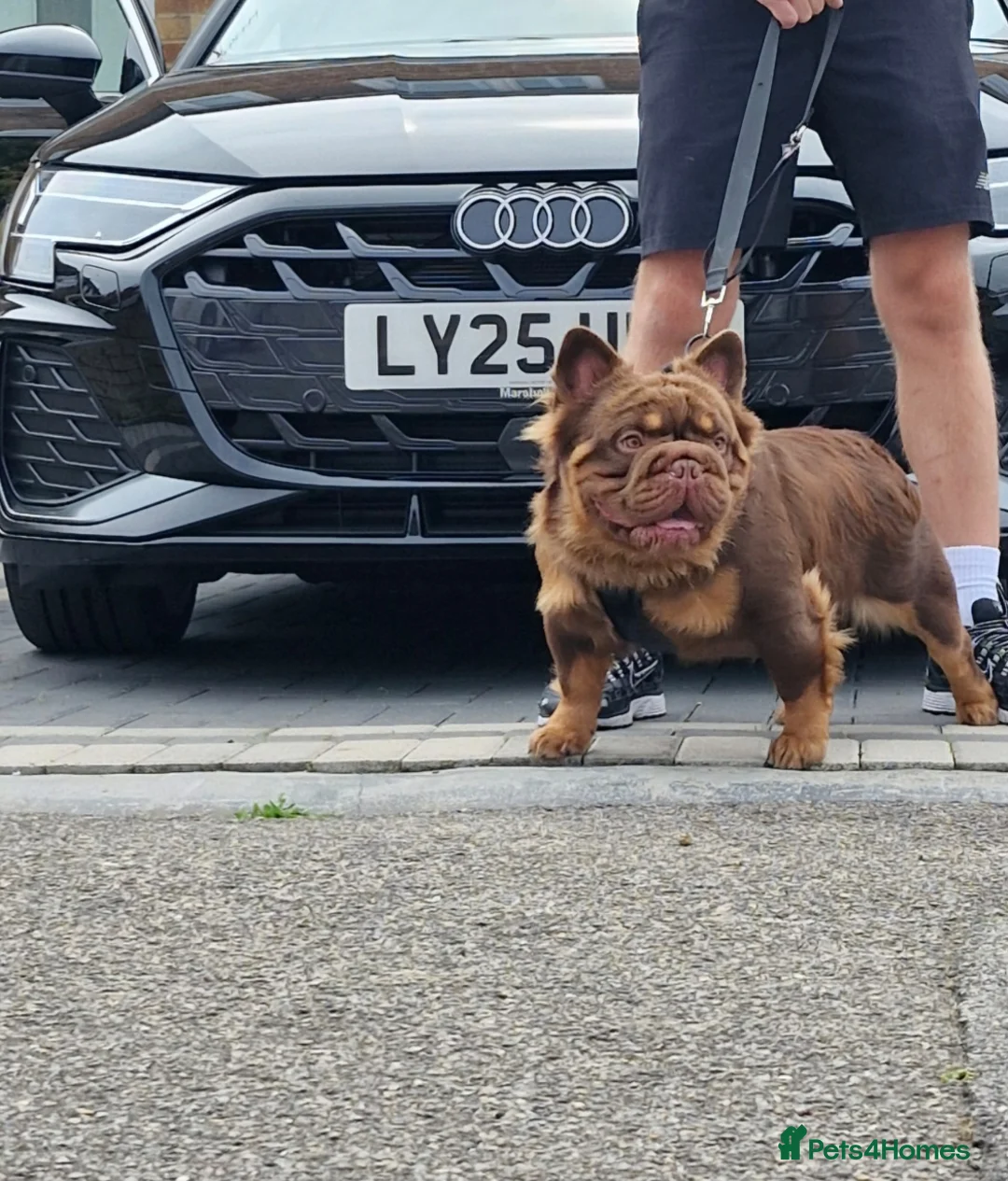 French Bulldog dogs for stud: Fluffy Rojo & Cherry Tan Big** STUD From £500 in South Ockendon - Advert 1