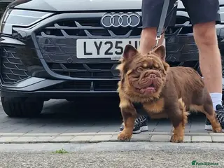 French Bulldog dogs Fluffy Rojo & Cherry Tan Big** STUD From £500 in South Ockendon - Advert 2