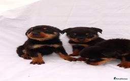 Rottweiler dogs for sale: Rottweiler puppy  - Image 11