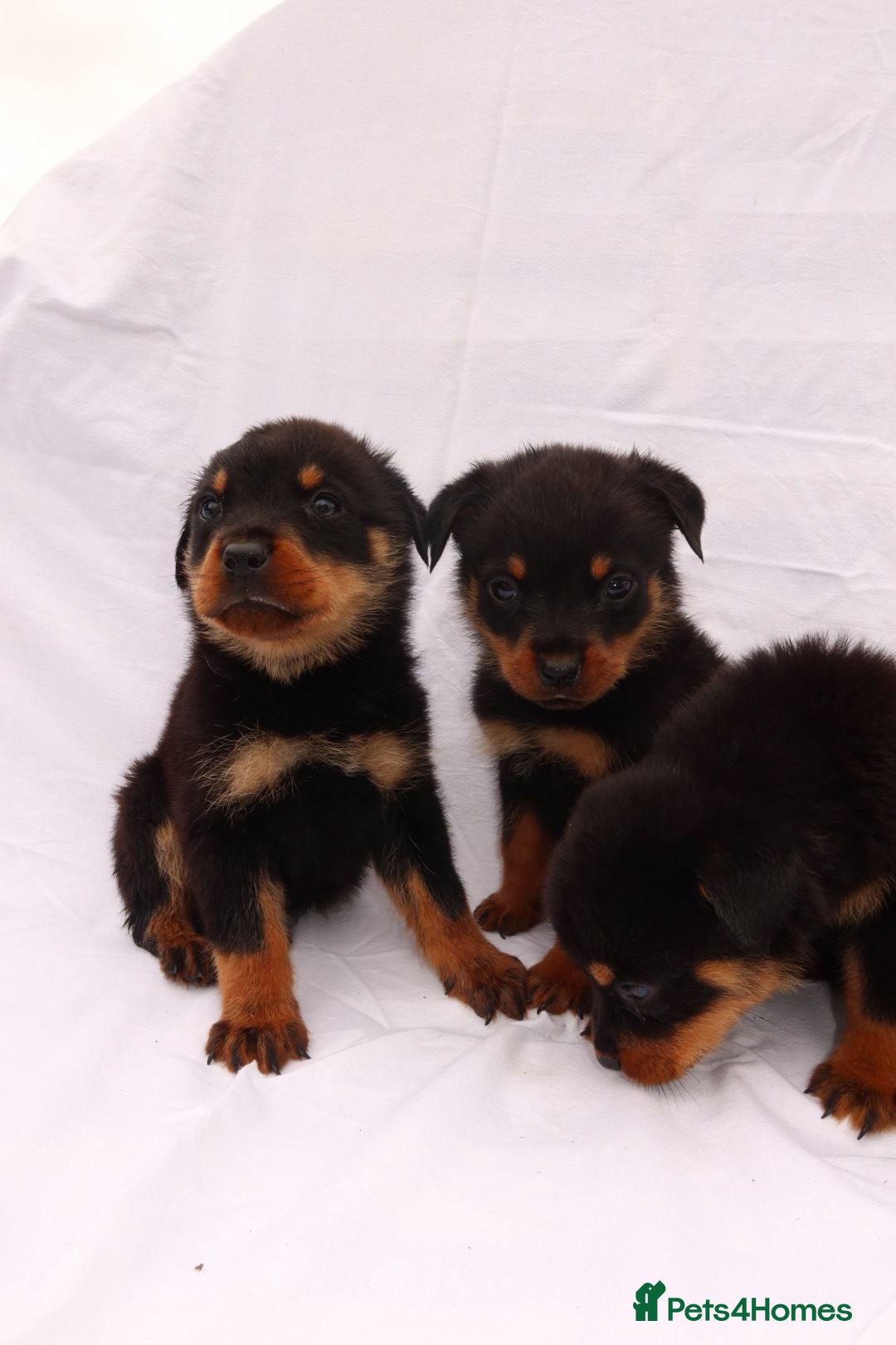 Rottweiler dogs for sale: Rottweiler puppy  - Image 11