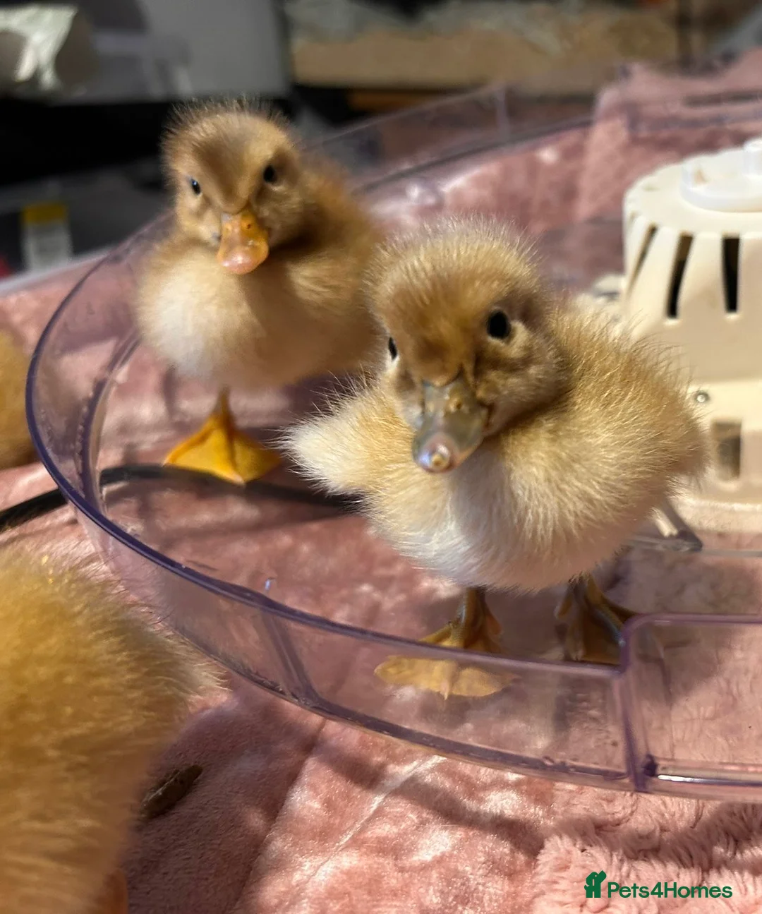 Ducks poultry for sale: 🐣 Ducklings! 🐣 - Advert 2