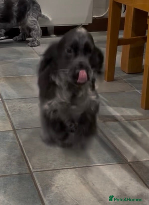 Cocker Spaniel dogs Stunning cocker spaniel male for sale  - Advert 4