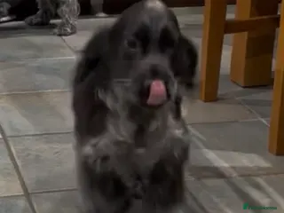 Cocker Spaniel dogs Stunning cocker spaniel male for sale - Advert 1