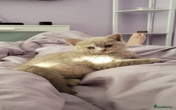 British Shorthair cats for sale: Beautiful Cream/Fawn Female TICA Reg (Active) - Image 6