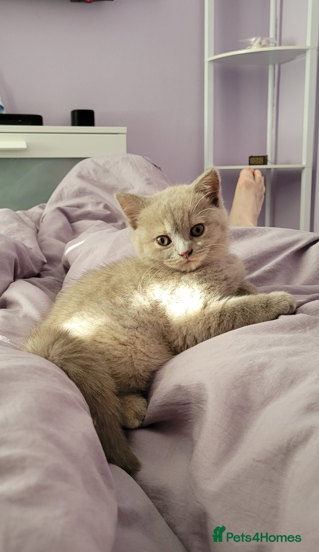 British Shorthair cats for sale: Beautiful Cream/Fawn Female TICA Reg (Active) - Image 6