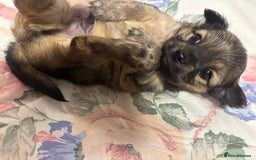 Chihuahua dogs for sale: Long hair Chihuahua boy  - Image 11