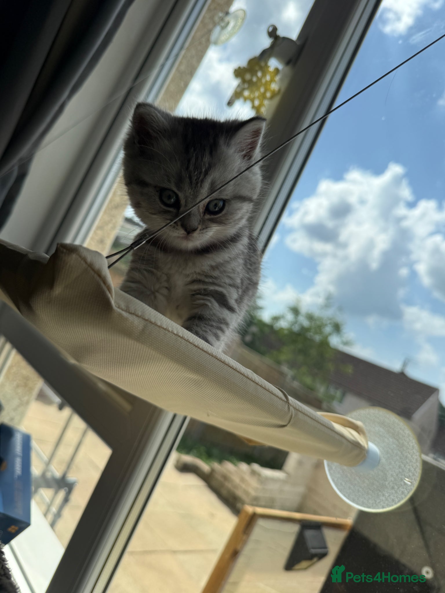 British Shorthair cats for sale: 3 females British shorthair  - Advert 9