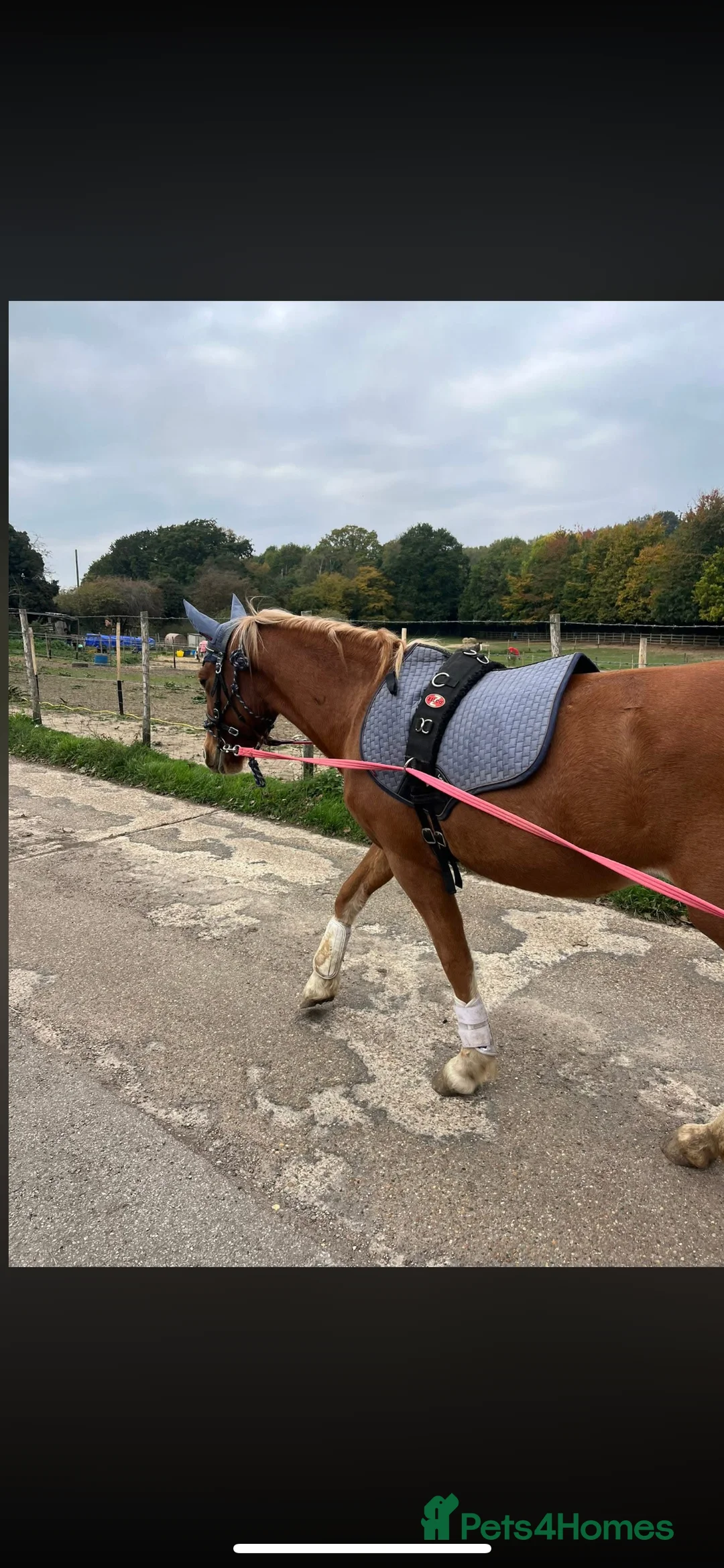 Welsh Section B horses for sale: ELSA🧡 - Advert 2