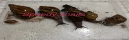 Snails invertebrates for sale: OVUM XXL - Advert 3