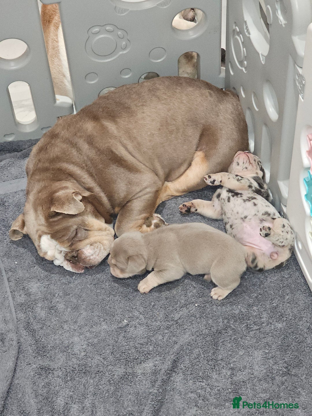 Mixed Breed dogs for sale: Micro exotic,s. - Advert 26