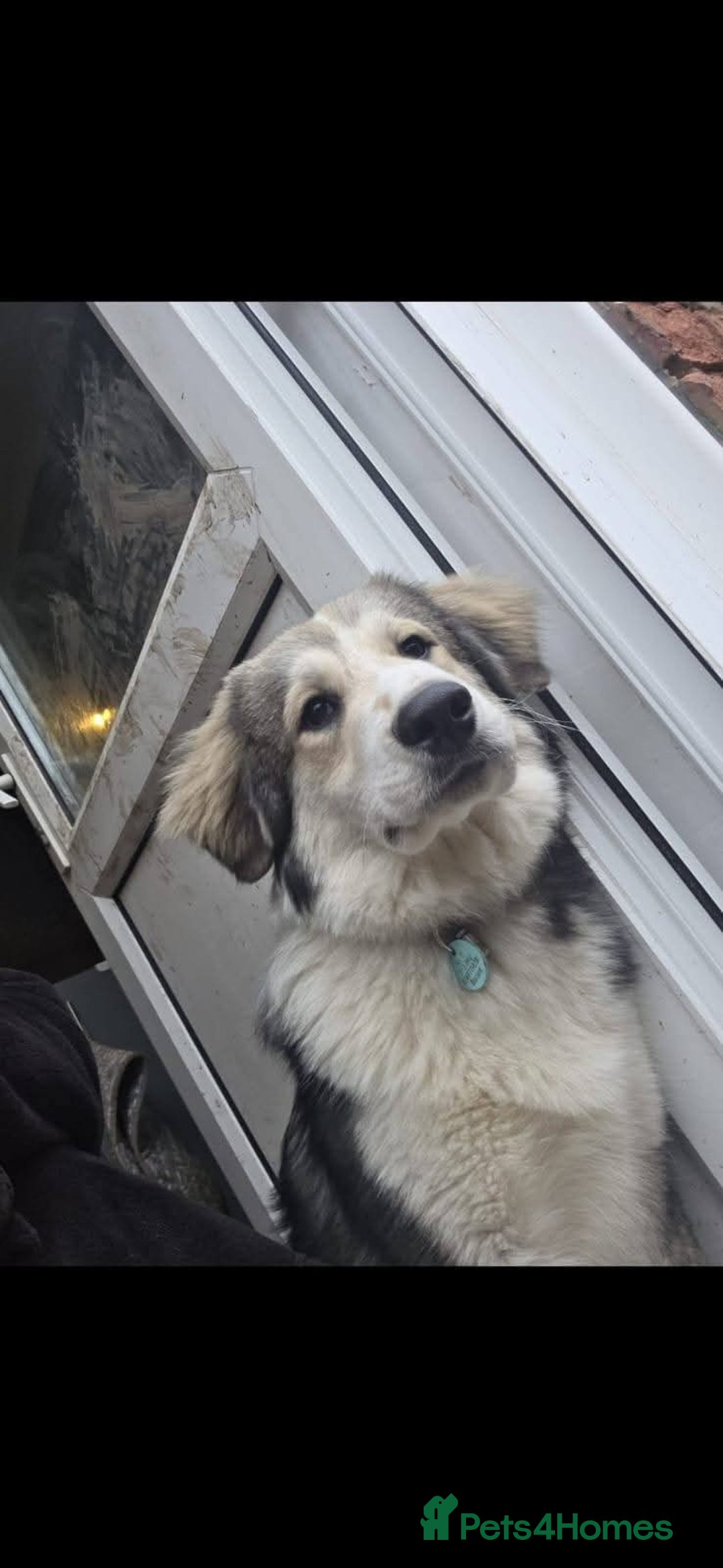 Mixed Breed dogs for adoption: Meet Bolt, currently residing in Cheshire  - Advert 5